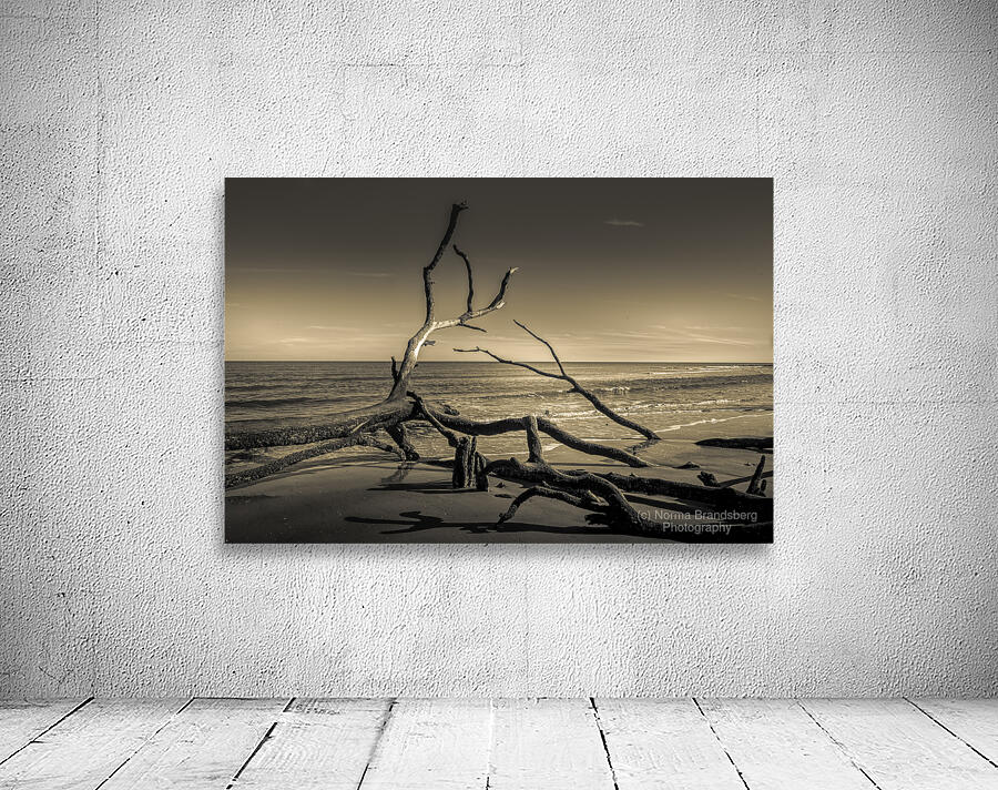 Hunting Island Beach Driftwood Shadows Wall Preview