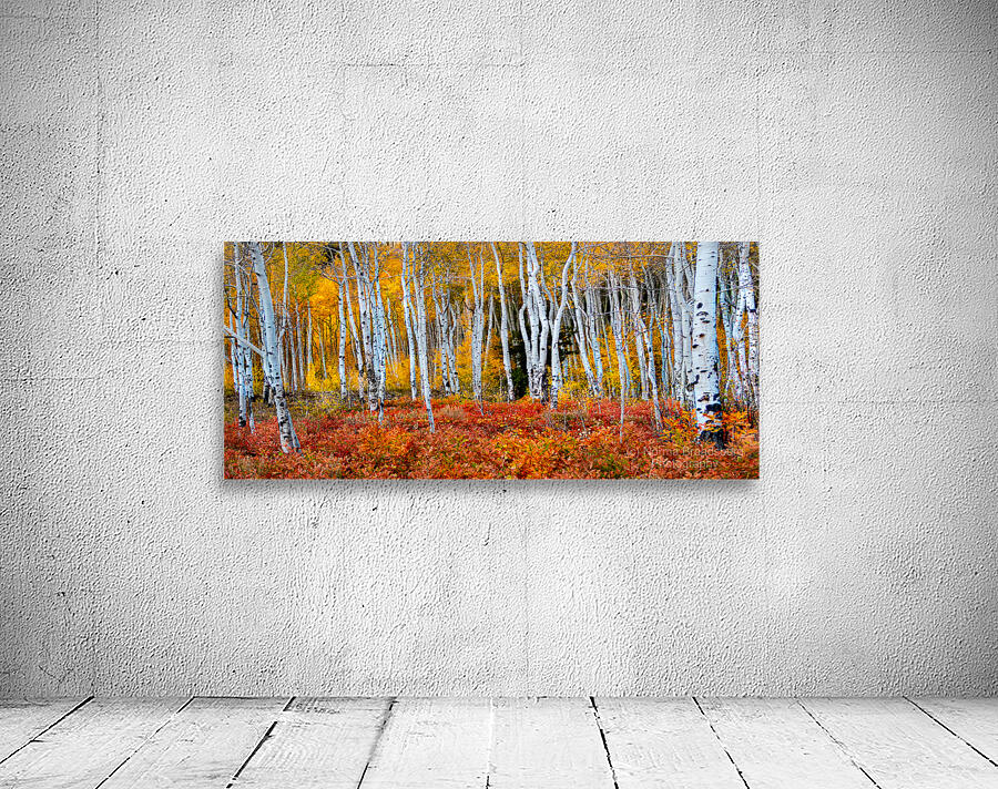 Colorado Autumn Aspens Wall Preview