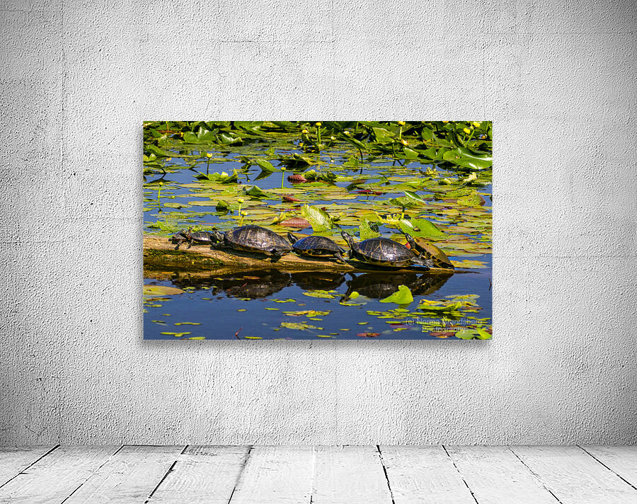 Turtle Row Spa Line Up Wall Preview