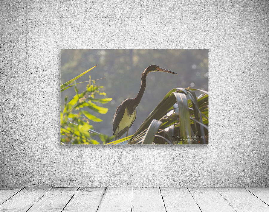 Tri Colored Heron with Backlighting Wall Preview