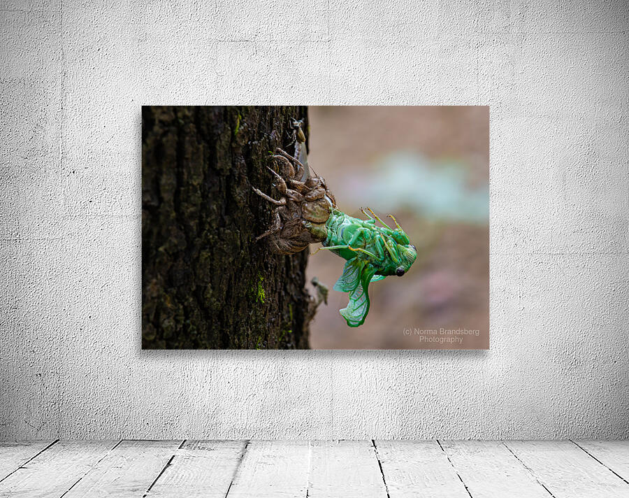 Annual Cicada Molting Wall Preview