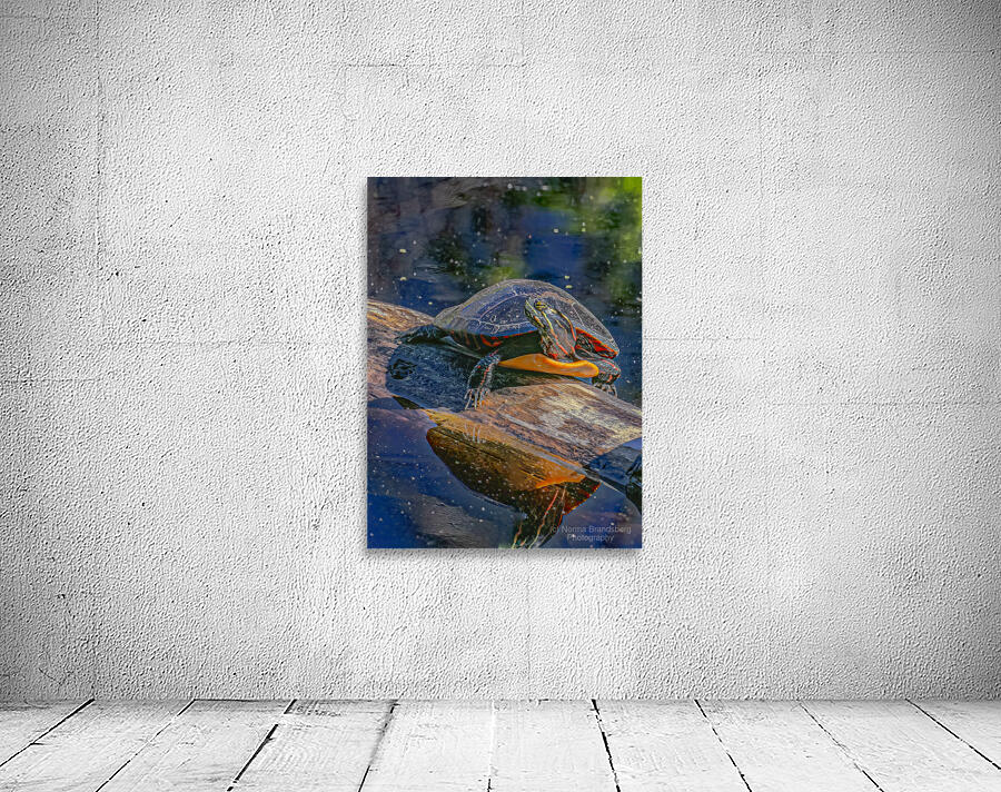 Painted Turtle Basking in the Sun Wall Preview