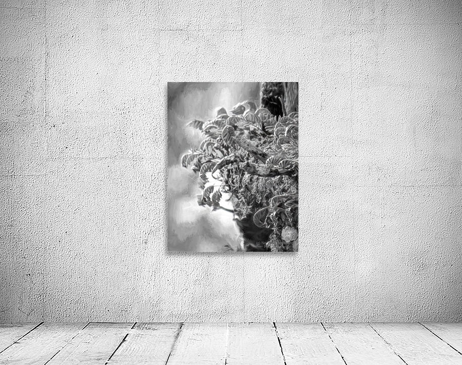 Resurrection Tree Fern Wall Preview