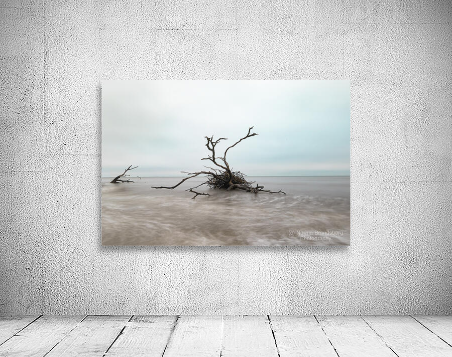 Botany Bay Tree 2 Wall Preview