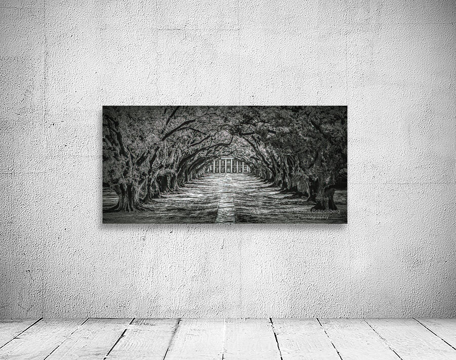 Oak Alley Canopy in Black and White Wall Preview