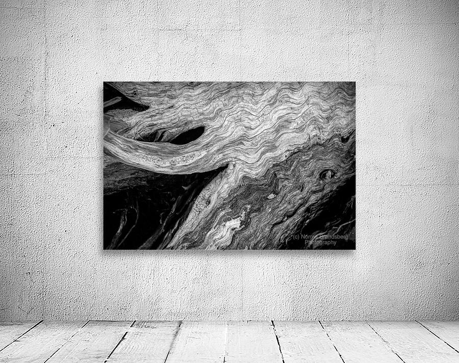 Abstract  Bald Cypress Tree Root Patterns in Black and White Wall Preview