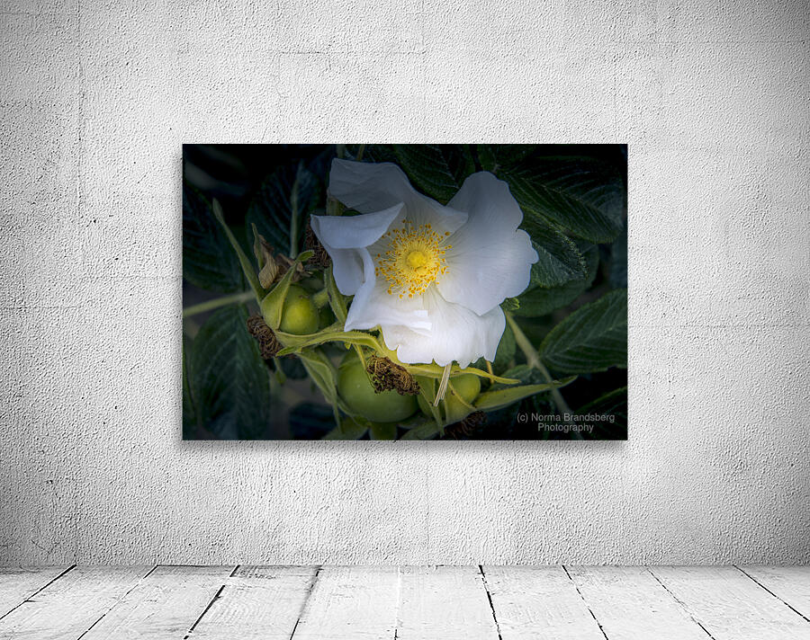 French Normandy Coastline Rose Hips Wall Preview