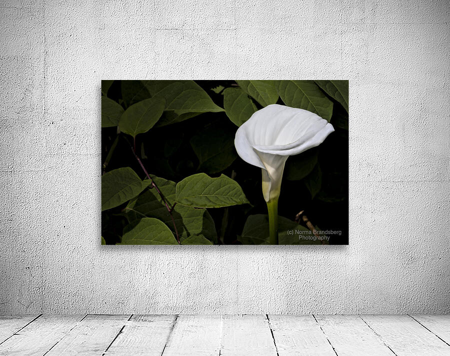 One White Calla Lily  Wall Preview