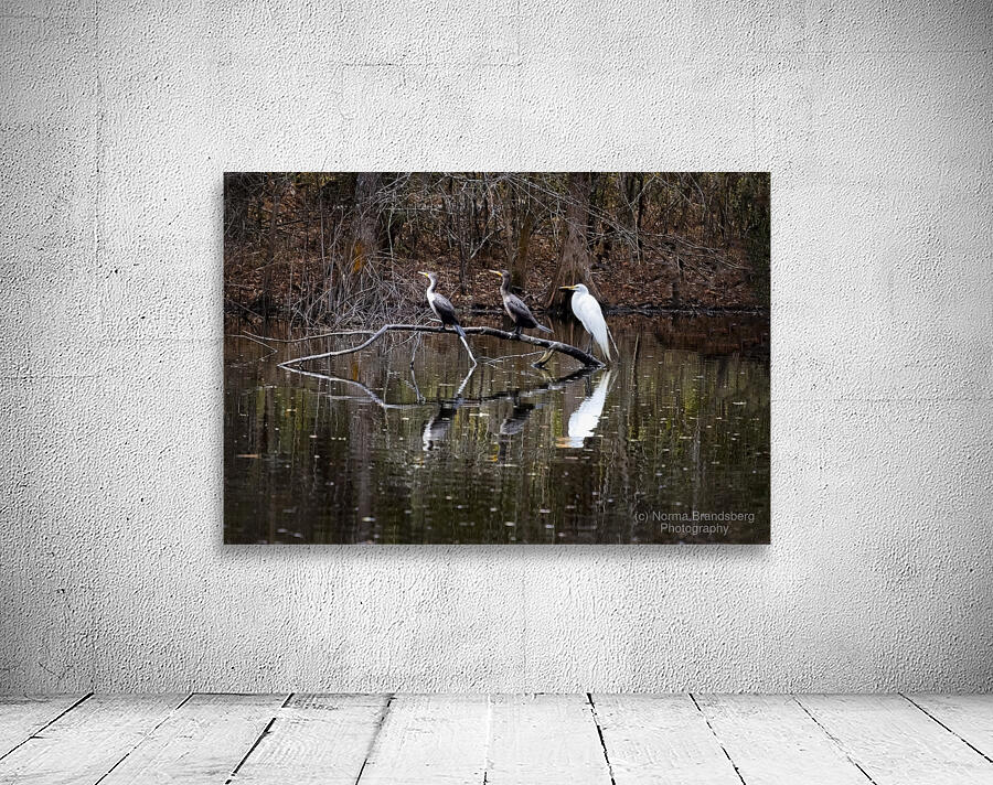 The Line-up white Egret Heron and  Coromont Wall Preview