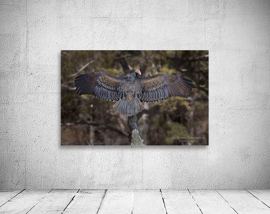 Vulture Rainbow Colors Wall Preview