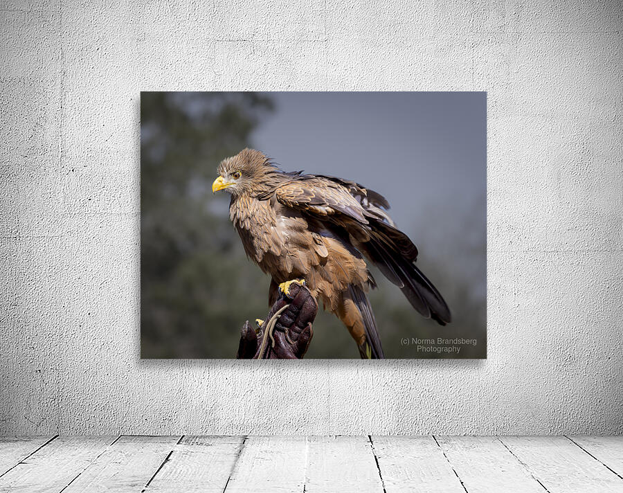 Raptor Red Tailed Hawk  Ruffled Feathers Wall Preview