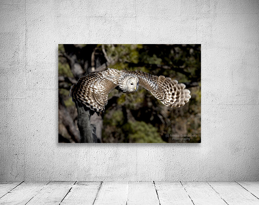 Avian Center for Birds of Prey South Carolina Wall Preview