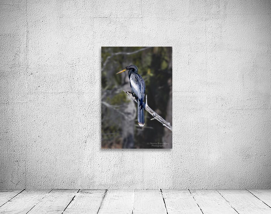 Glossy Anhinga Florida Bird  Wall Preview