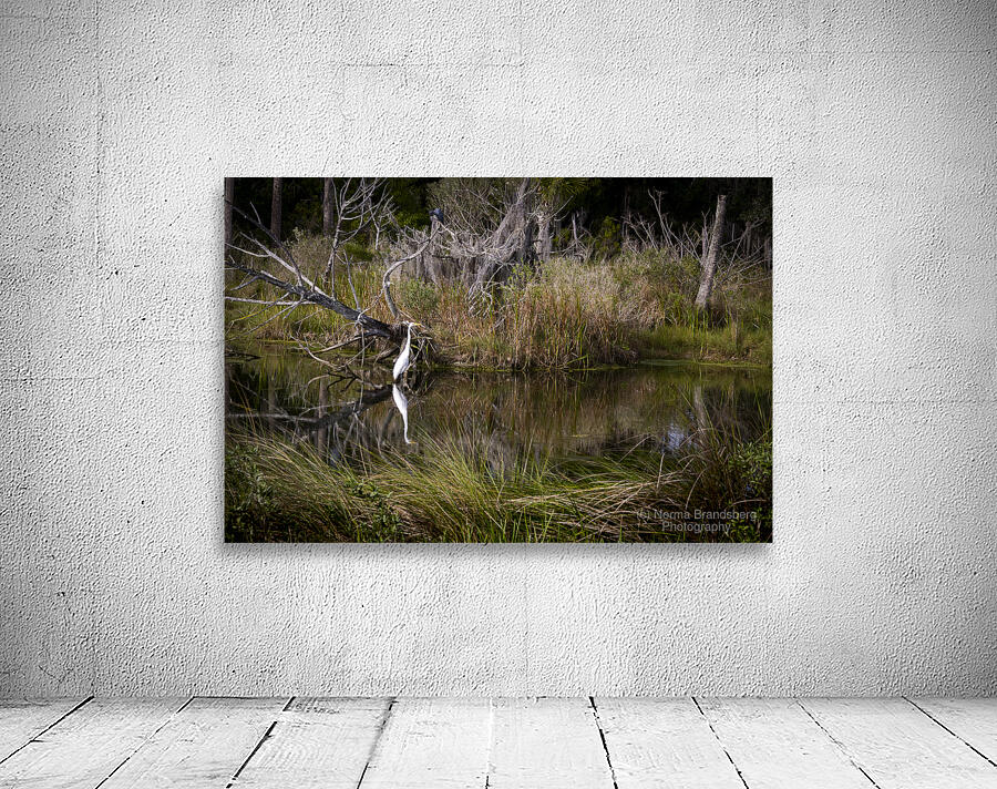 Florida Marsh Winter White Egret  Wall Preview
