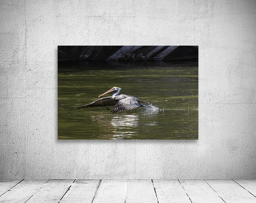 Pelican Coming in for a Landing Wall Preview