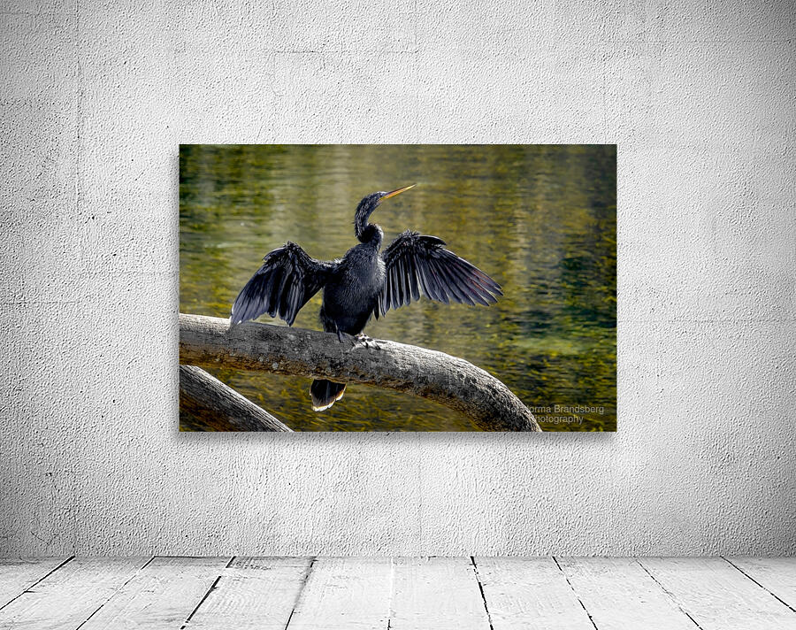 Anhinga Sunning My Wings Wall Preview