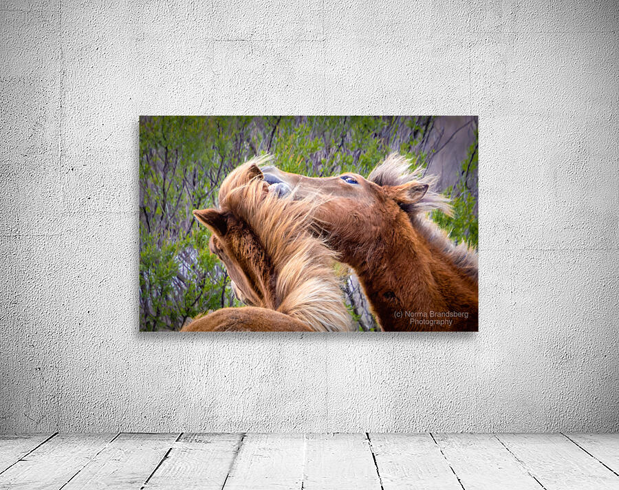 Wild Horses Sparring Wall Preview