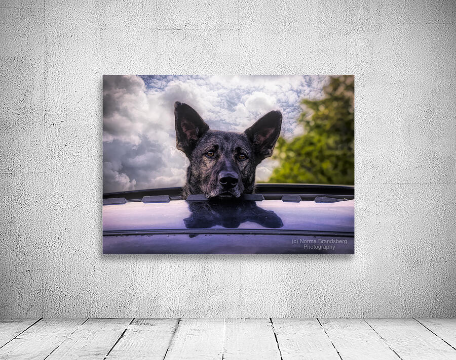 Along for the Ride Wall Preview