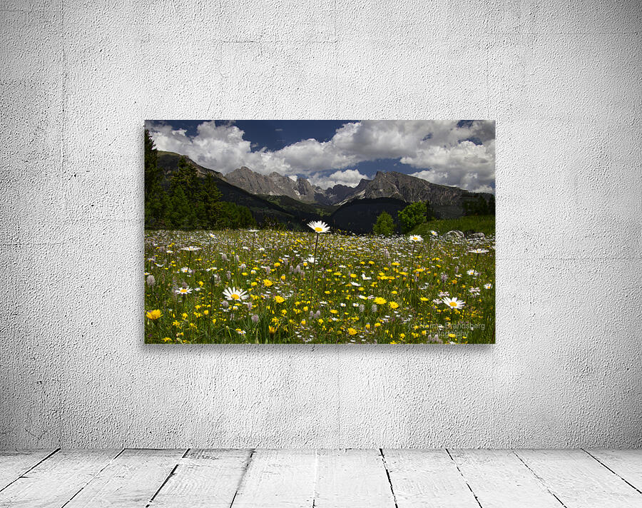 Dolomite Wild Flower Heaven Wall Preview