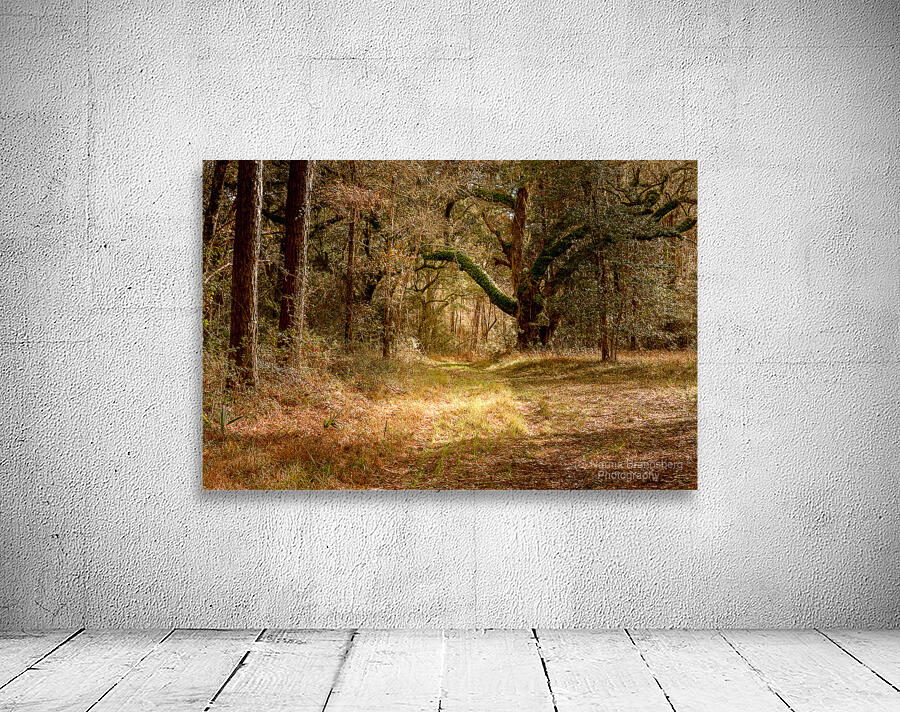 McClellanville Forest Wetlands Trail Wall Preview