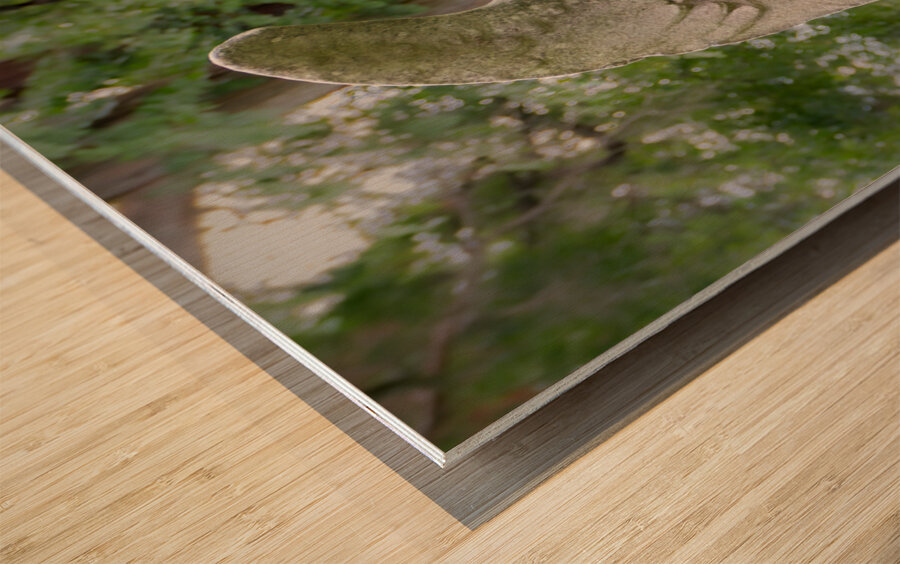 Old City Cemetery Angel Wood print