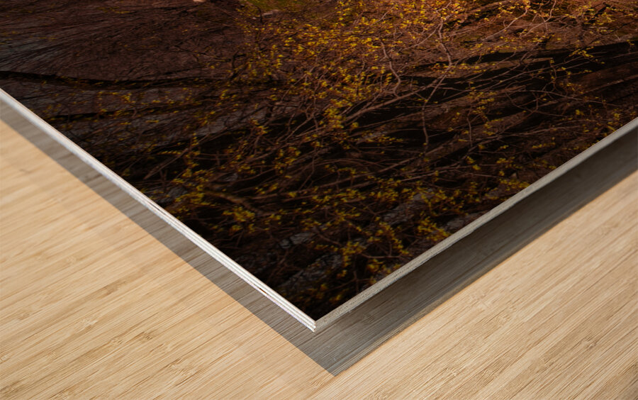 Old City Cemetery Bird House Wood print