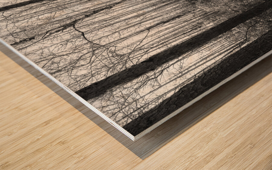 Meandering in the Frances Marion National Forest Wood print