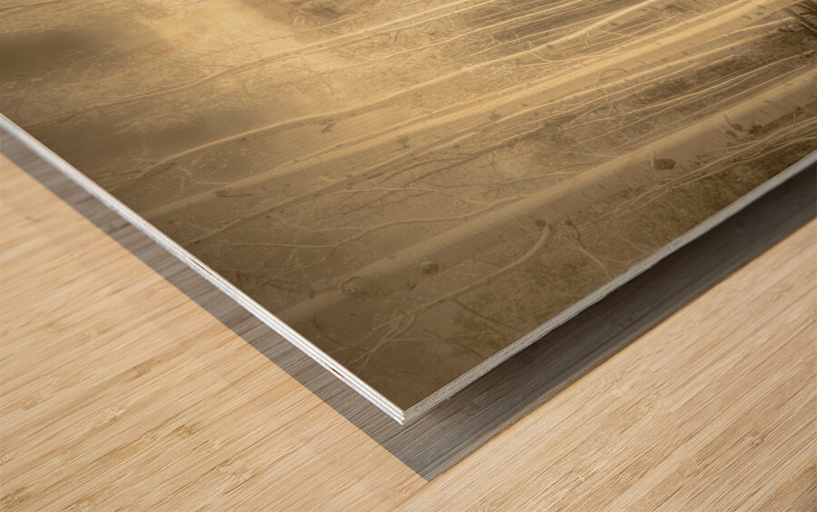 Artistic Colorado Aspens in Sepia Monotone Wood print