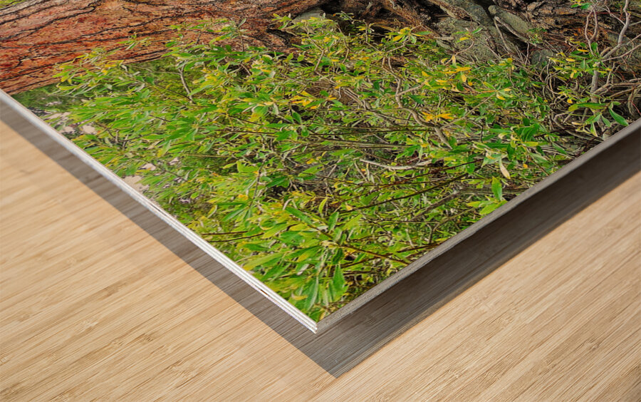 Lake Tahoe Gnarled  Root Tangle Wood print