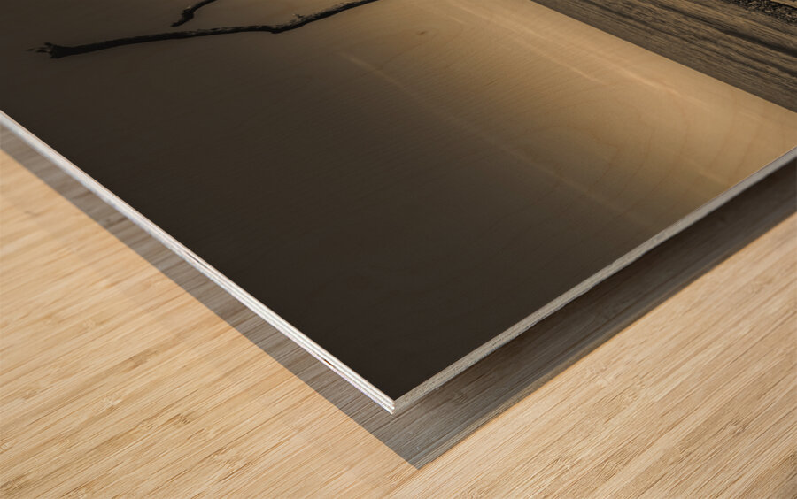 Hunting Island Beach Driftwood Shadows Wood print