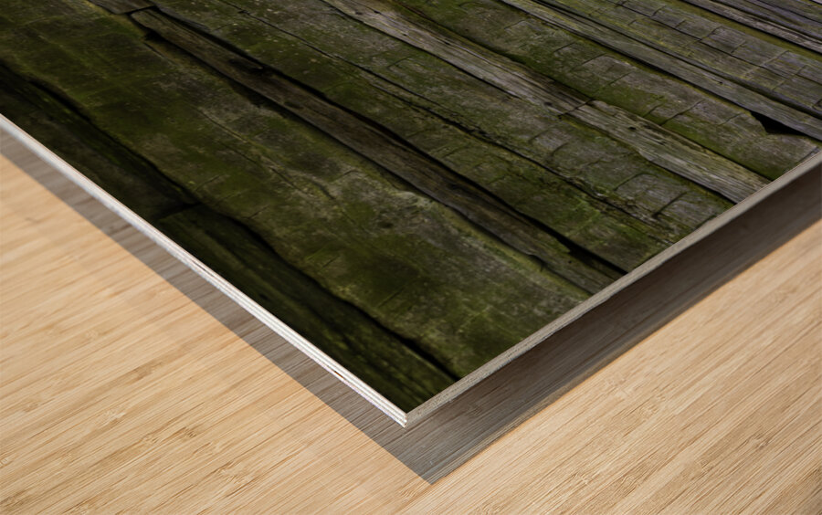 Into the Woods Muir Quote Wood print