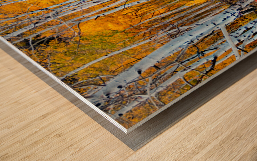 Colorado Autumn Aspens Wood print