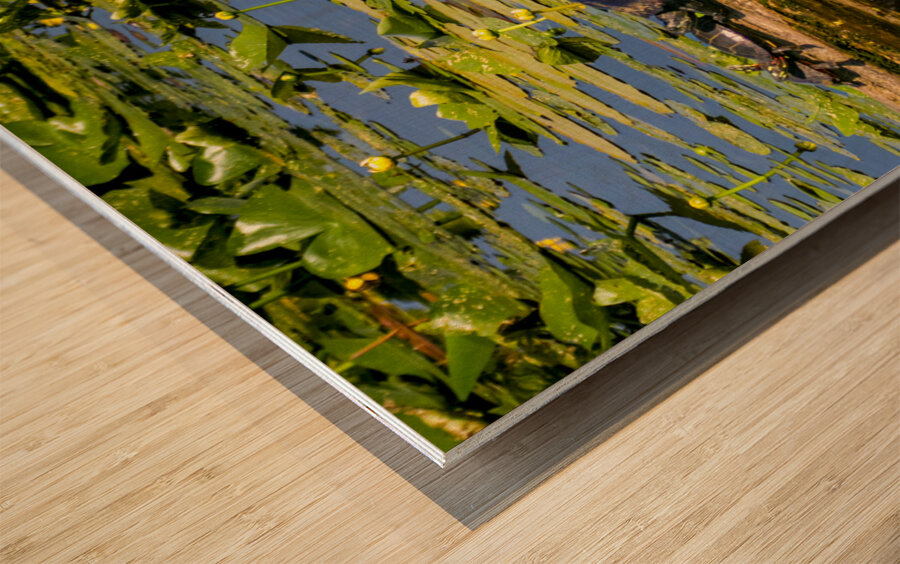 Turtle Row Spa Line Up Wood print