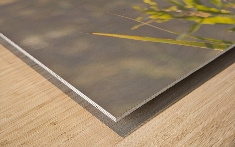 Tri Colored Heron with Backlighting Wood print