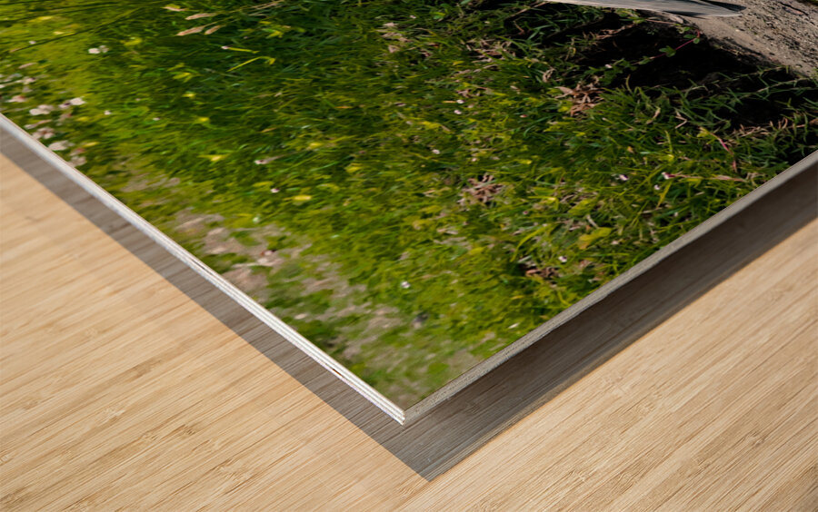 The Heron Strut Wood print