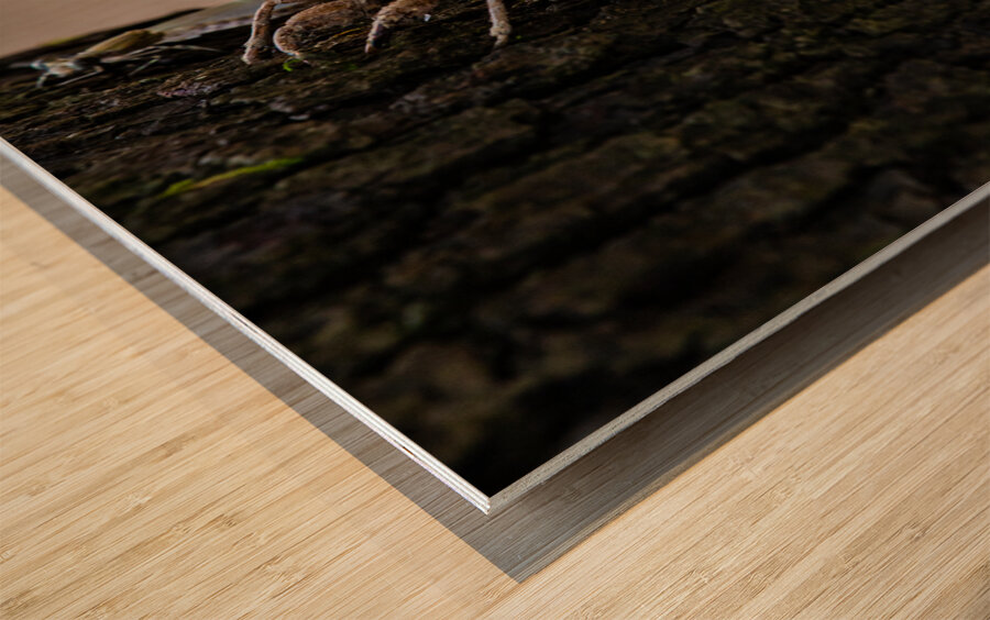 Annual Cicada Molting Wood print