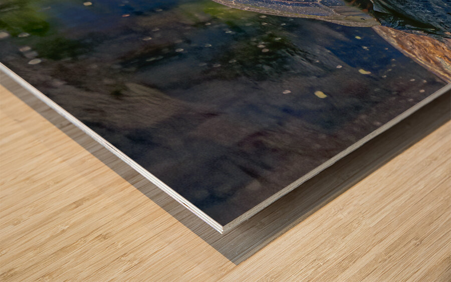 Painted Turtle Basking in the Sun Wood print