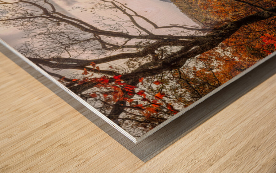 Golden Colors of Autumn Wood print