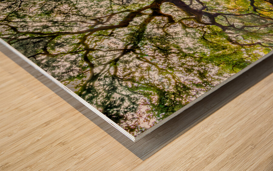 Spreading my Wings Wood print