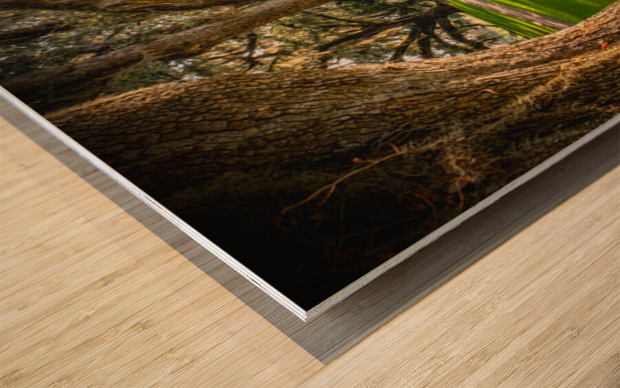 South Carolina Beaufort Live Oak Allee Wood print