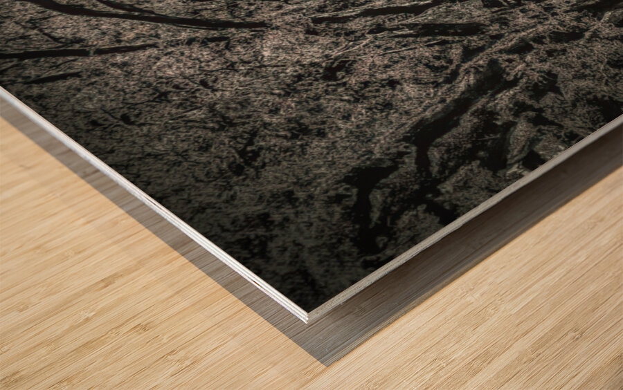 Oak Alley Canopy in Black and White Wood print