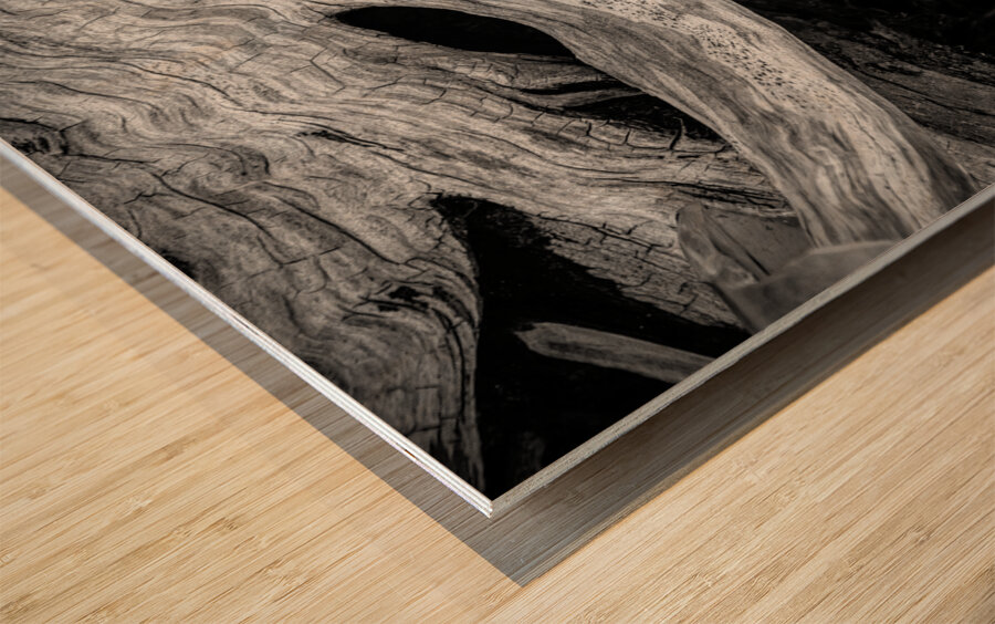 Abstract  Bald Cypress Tree Root Patterns in Black and White Wood print