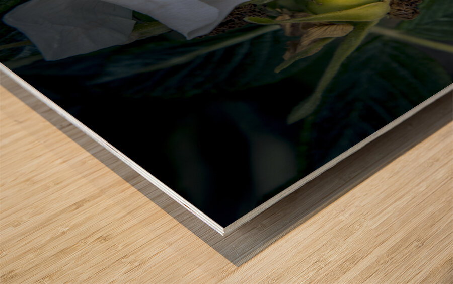 French Normandy Coastline Rose Hips Wood print