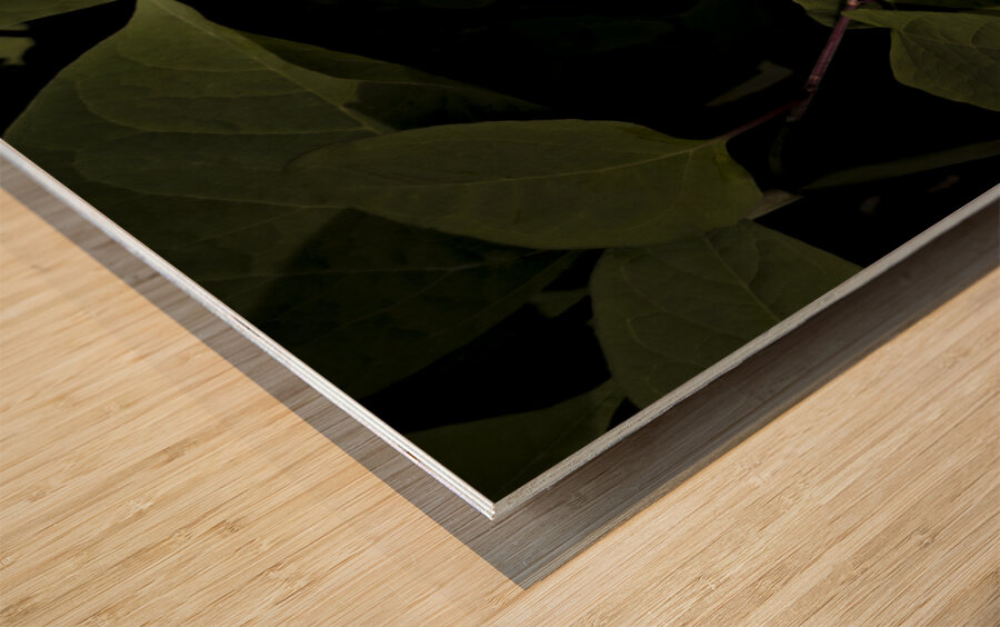 One White Calla Lily  Wood print