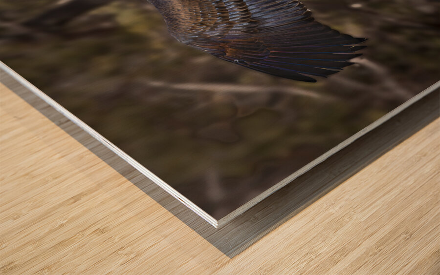 Vulture Rainbow Colors Wood print