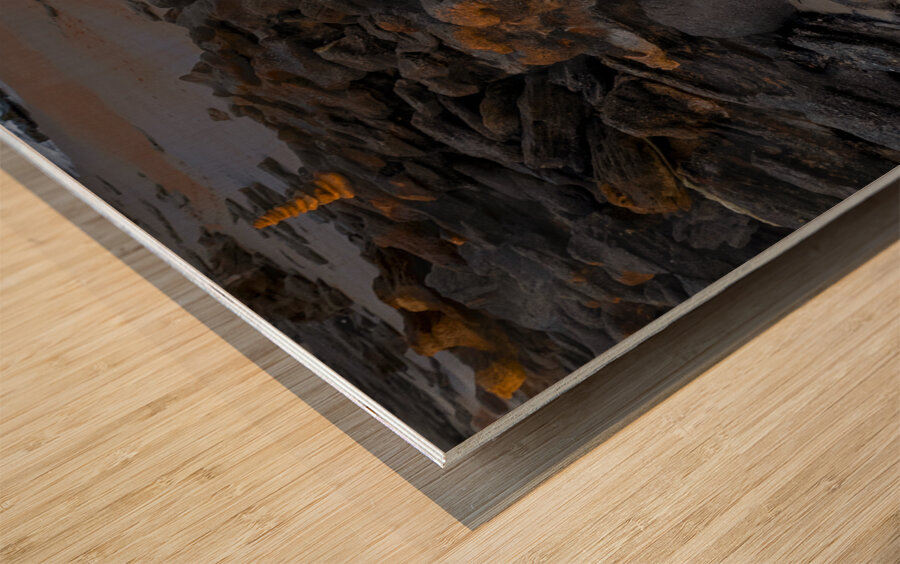 Washington Gardens Cochina  Sunset Wood print