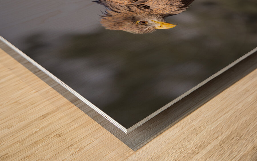 Raptor Red Tailed Hawk  Ruffled Feathers Wood print