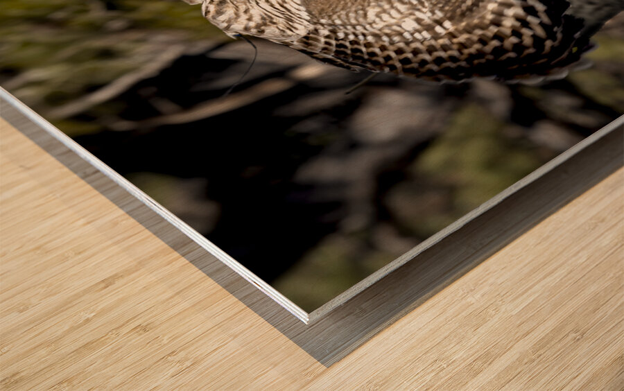 Avian Center for Birds of Prey South Carolina Wood print