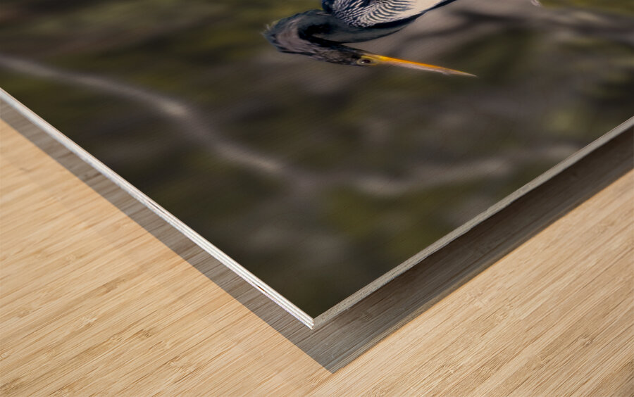 Glossy Anhinga Florida Bird  Wood print