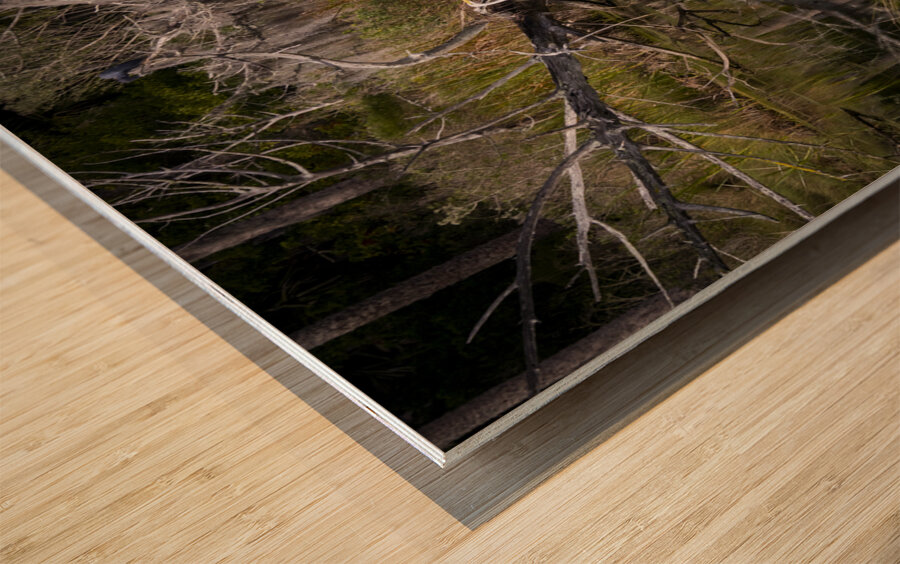 Florida Marsh Winter White Egret  Wood print